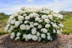 Where Classic Meets Contemporary %E2%80%98FlowerFull is a smooth hydrangea with strong stems. Very grower friendly. First Editions Shrubs and Trees Tracy Walsh 1