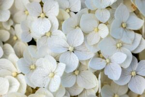 Where Classic Meets Contemporary ‘FlowerFull is a smooth hydrangea with strong stems. Very grower friendly. First Editions Shrubs and Trees Tracy Walsh 2