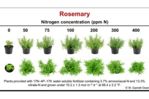 4. Investigations into Basil, Gerbera, and Rosemary