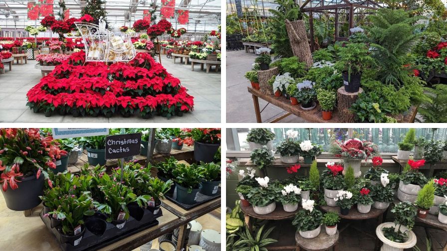 e Gro Alert Marketing Holiday Plants