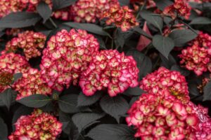 ‘Eclipse Bigleaf Hydrangea has taken the industry by storm and quickly become the highest earning award winner from Baileys breeding program. First Editions Shurbs Trees – Tracy Walsh