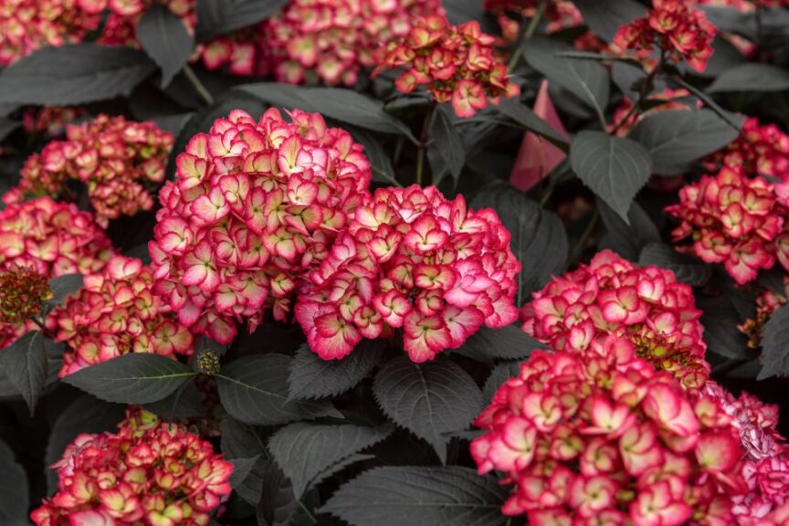 ‘Eclipse Bigleaf Hydrangea has taken the industry by storm and quickly become the highest earning award winner from Baileys breeding program. First Editions Shurbs Trees – Tracy Walsh