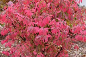 Burning Bush Fire Ball Seedless Euonymus alatus Spring Meadow Nursery Proven Winners ColorChoice