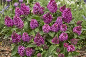 Butterfly Bush Little Rockstars Red Buddleja davidii Dummen Orange