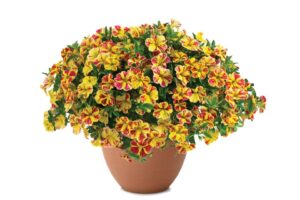 Calibrachoa LIA Abstract Lemon Cherry