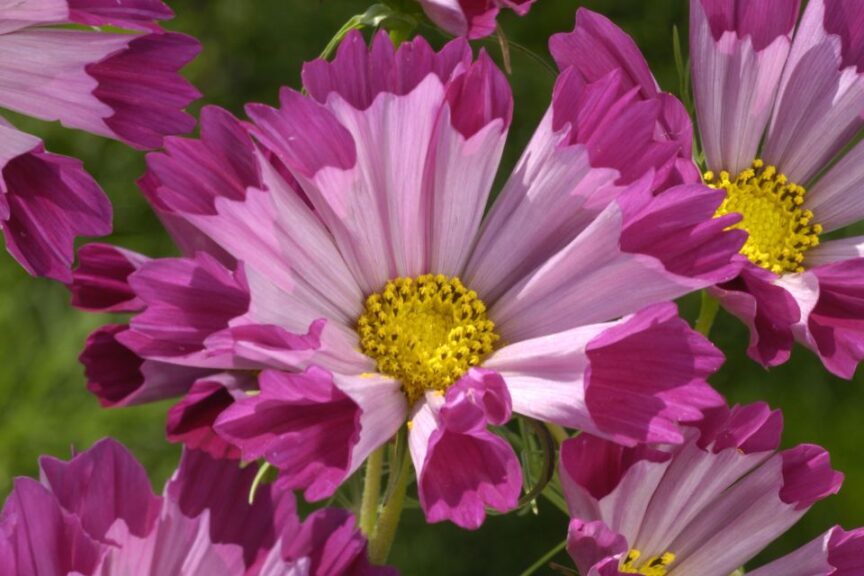 Cosmos Sea Shells Red Cosmos bipinnatus SAHIN Home Garden Takii Europe