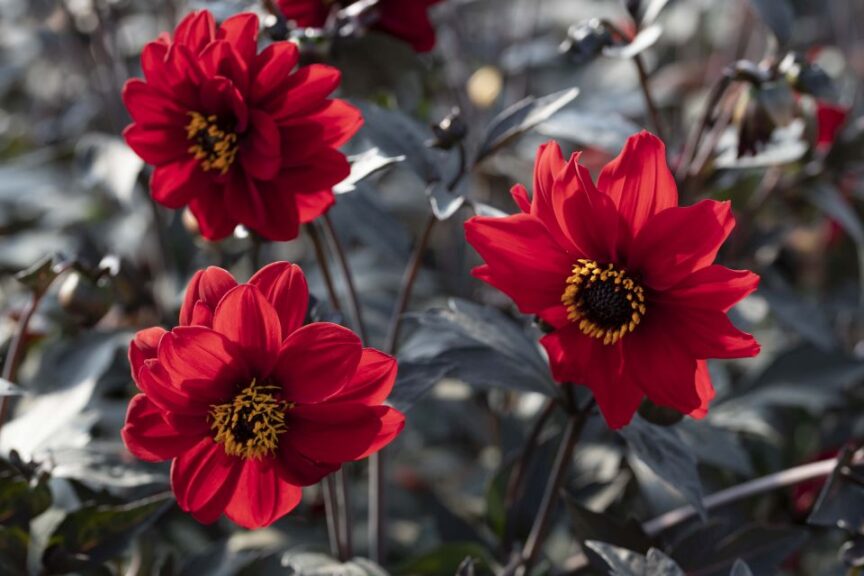 Dahlia Black Forest Ruby 1