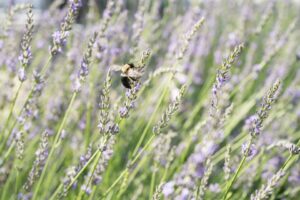 Ecologically functional gardens resized