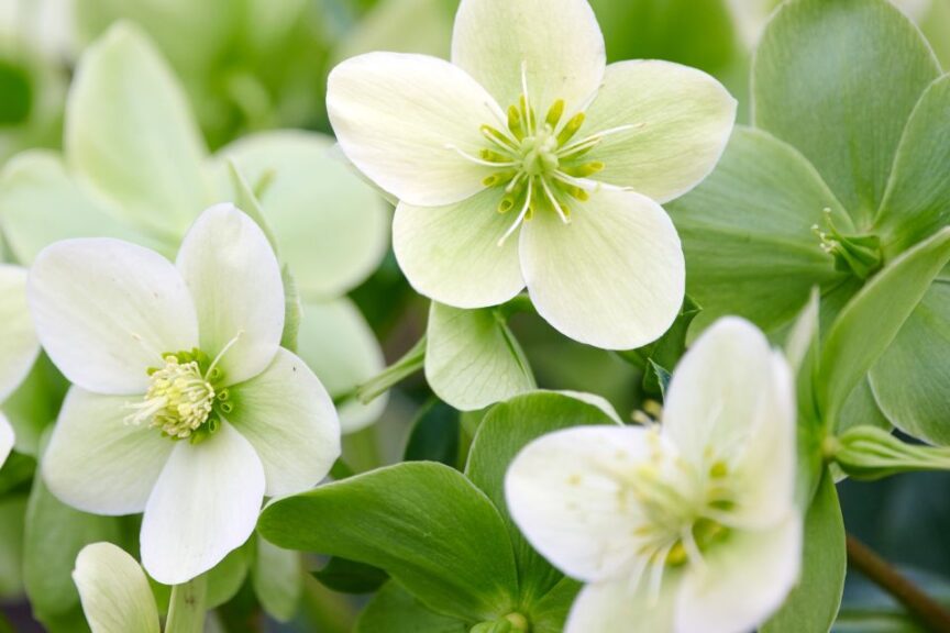 Hellebore Endless Helleborus x hybrida Monrovia Nursery