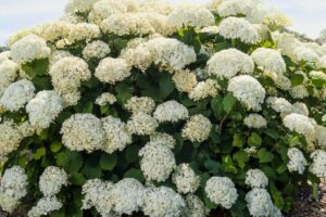 Hydrangea FlowerFull Smooth Hydrangea arborescens First Editions Shrubs Trees