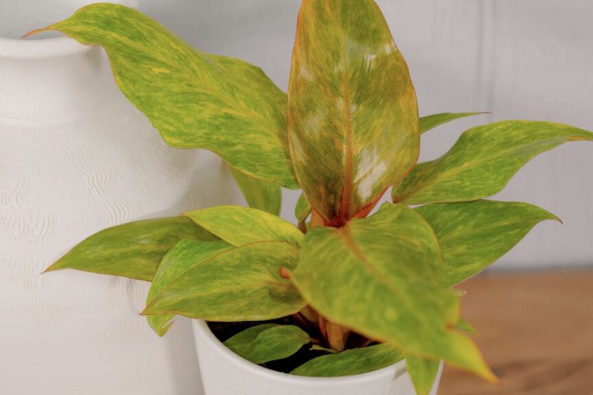 Philodendron Prismacolor Orange you Gorgeous Philodendron hybrid leafjoy Houseplants