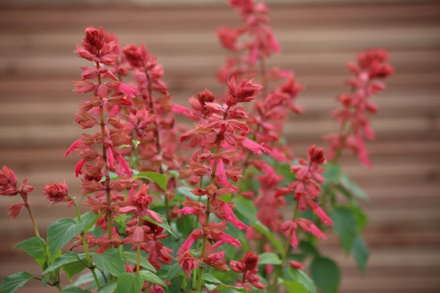 Salvia Estell Coral 1