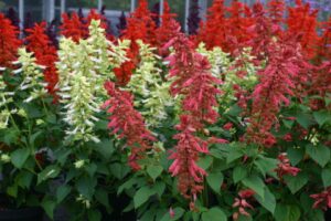 Salvia Estell Coral 2