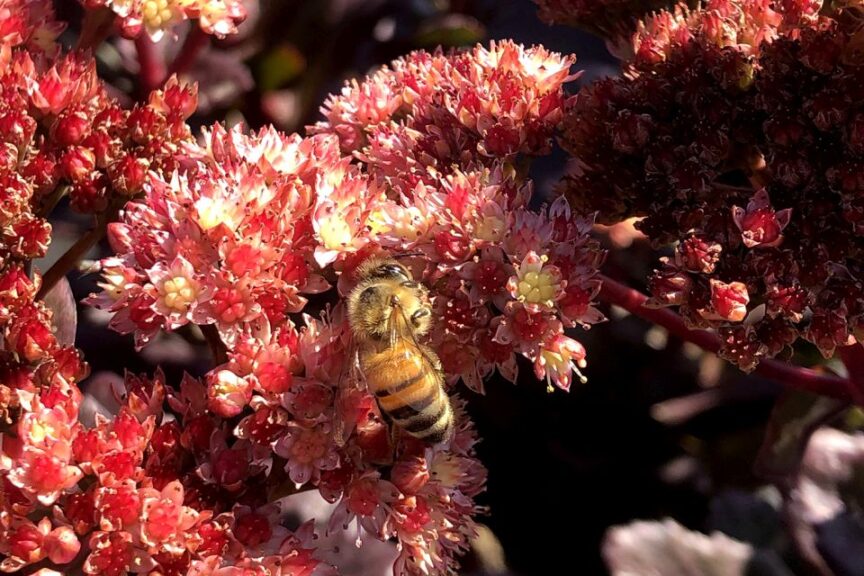 Sedum Conga Line Photo 2