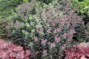 Sedum Conga Line Photo 6