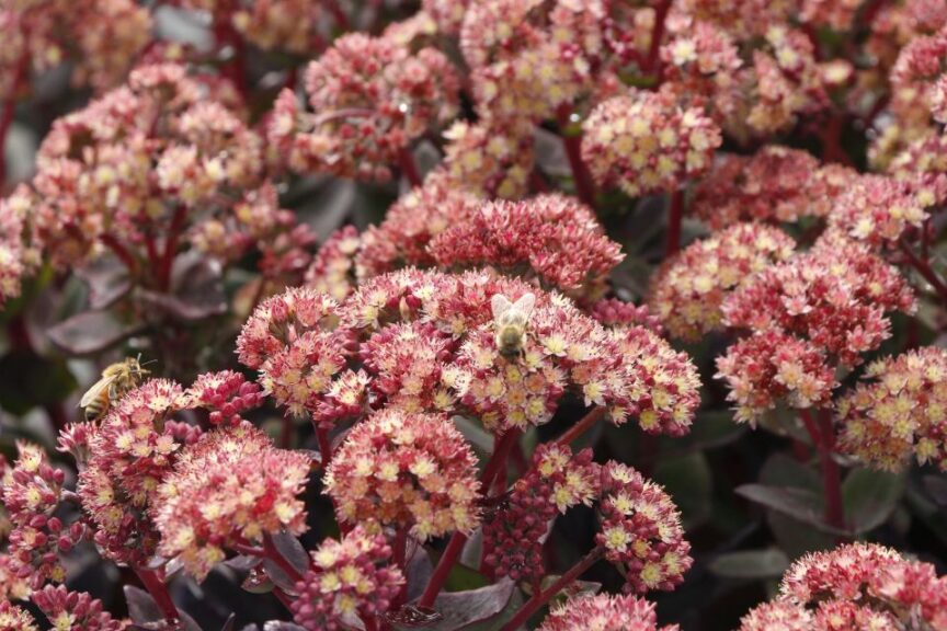 Sedum Conga Line Photo 7