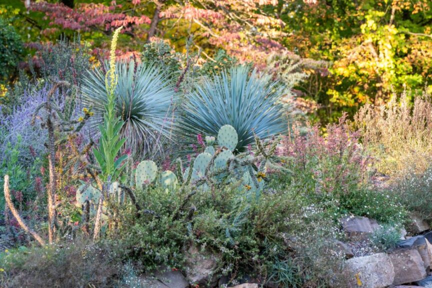 Waterwise gardening cacti and succulents resized