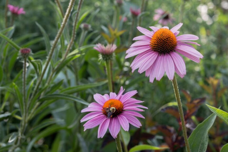 ecologically functional gardens pollinator and native plants resized